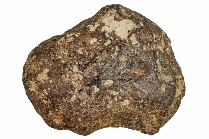 Agoudal Iron Meteorite ( g) - Morocco #288897